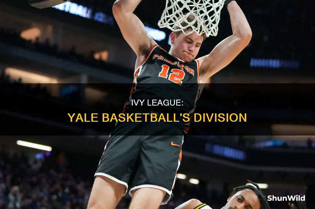 what division is yale basketball