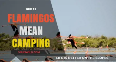 Flamingos and Camping: Unraveling the Unexpected Connection in Nature