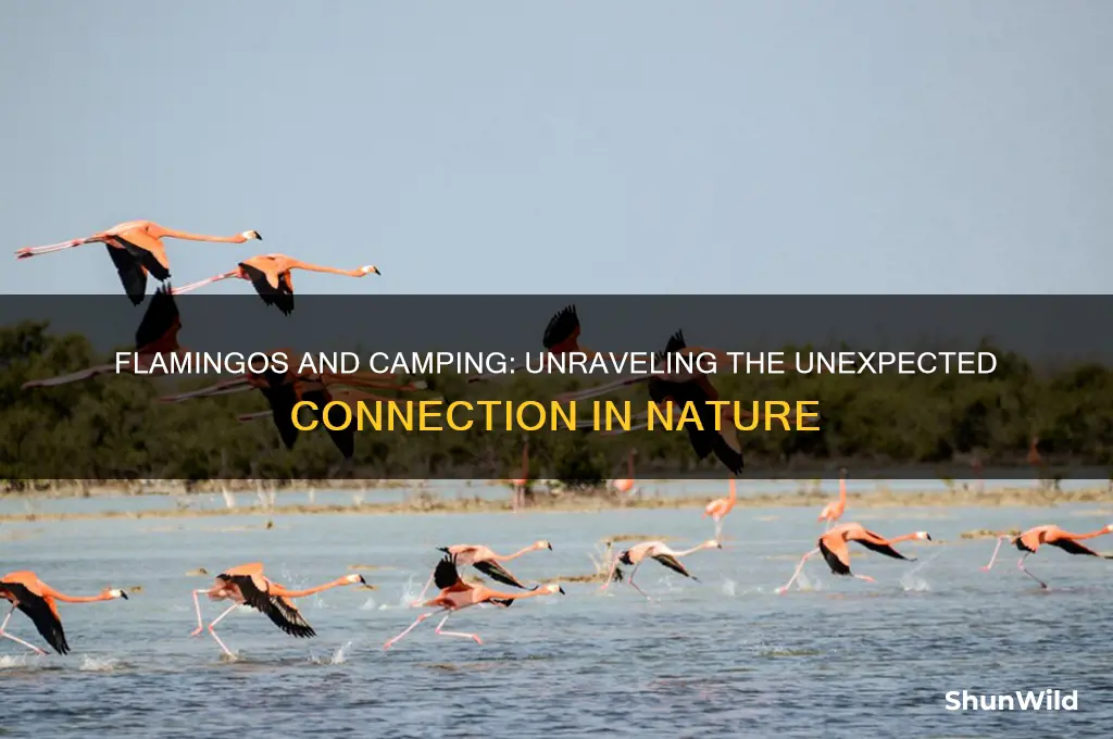 what do flamingos mean camping