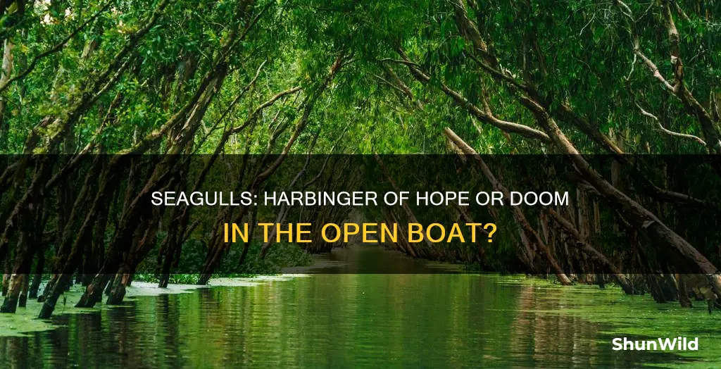 what do the seagulls symbolize in the open boat