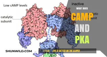 Understanding Camp and PKA: Roles, Significance, and Real-World Applications