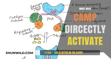 Camp Directly Activates Immune Responses: Unlocking Its Full Potential