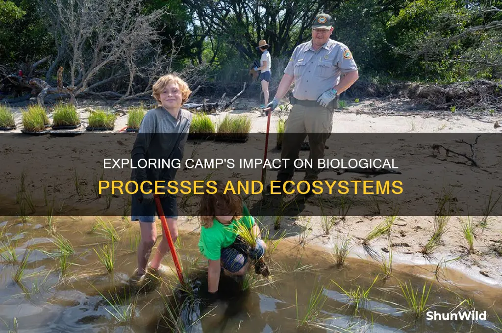 what does camp do biology