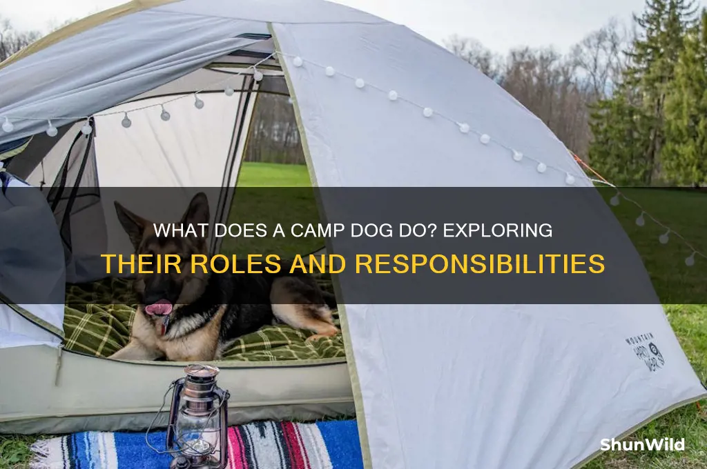 what does camp dog do