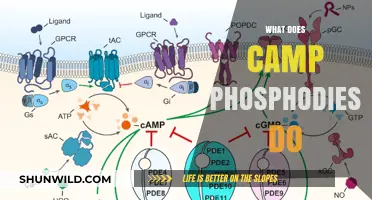 Understanding Camp Phosphodiesterase: Functions, Roles, and Biological Significance