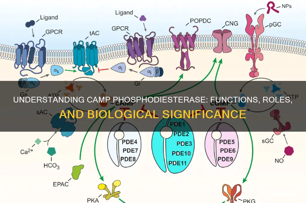 what does camp phosphodiesterase do
