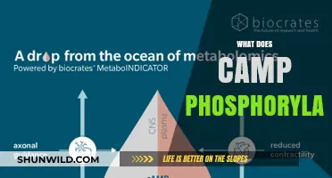 Understanding Camp Phosphorylation: Mechanism, Function, and Biological Significance