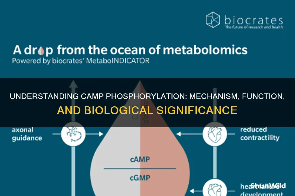 what does camp phosphorylate