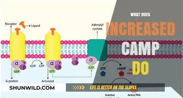 Understanding the Impact of Increased cAMP on Cellular Functions