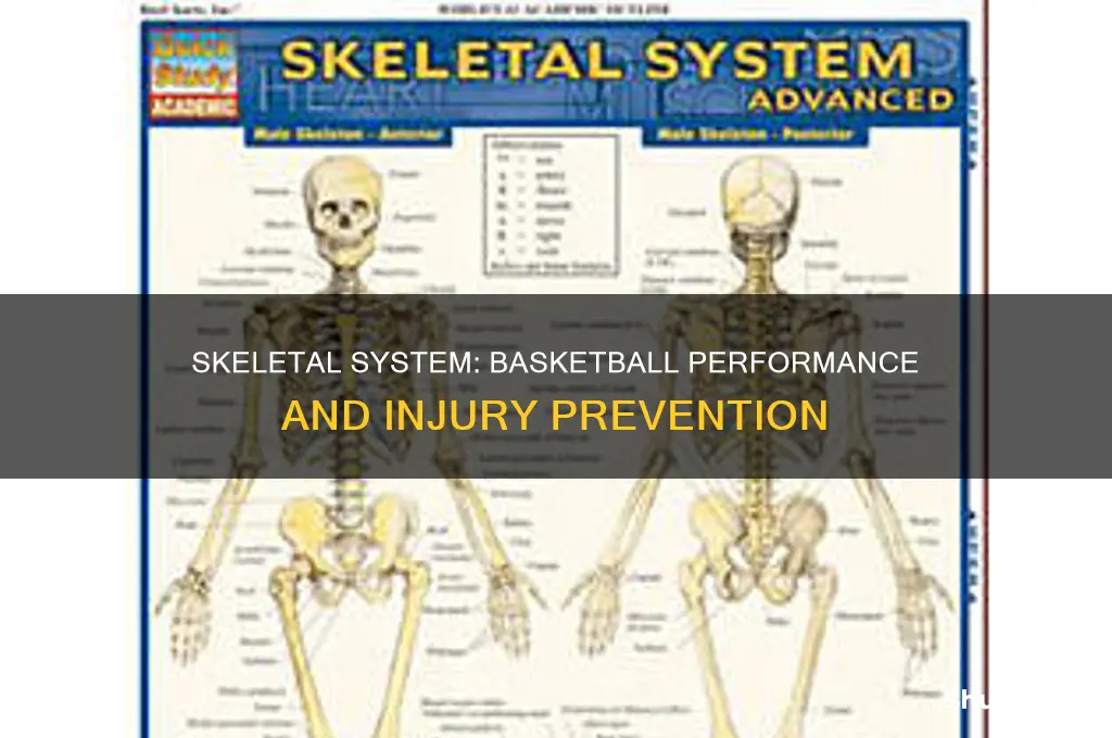 what effect does the skeletal system have on basketball