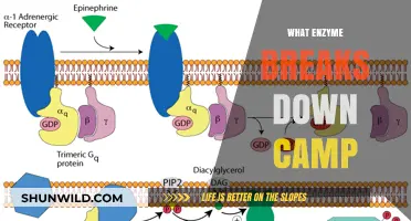 Unveiling the Enzyme Responsible for Breaking Down cAMP in Cells