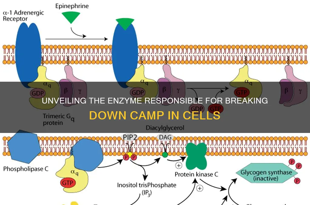 what enzyme breaks down camp