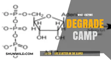 How Phosphodiesterase Enzymes Degrade cAMP in Cellular Signaling Pathways