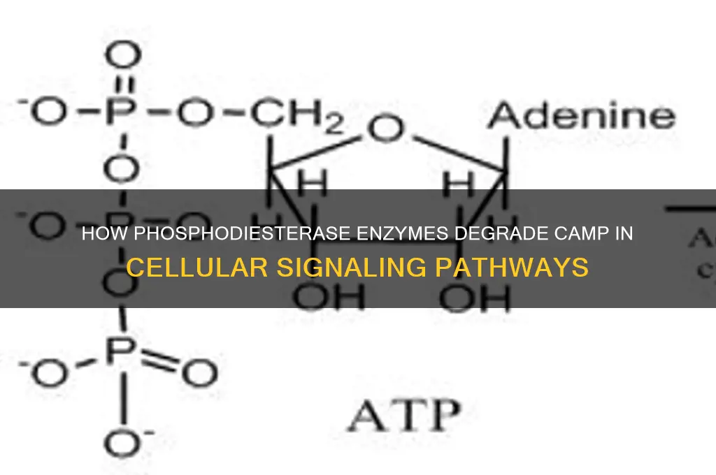 what enzyme degrade camp