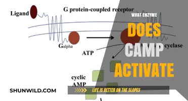 How cAMP Activates Protein Kinase A: A Comprehensive Enzyme Guide