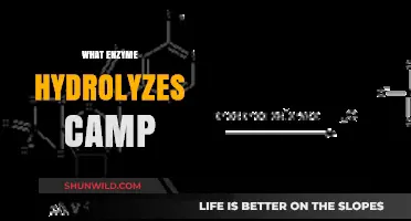 Unveiling the Enzyme Responsible for Hydrolyzing cAMP: A Comprehensive Guide