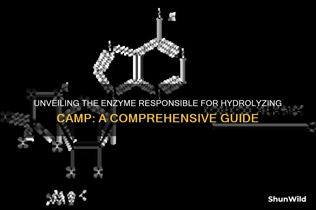 what enzyme hydrolyzes camp