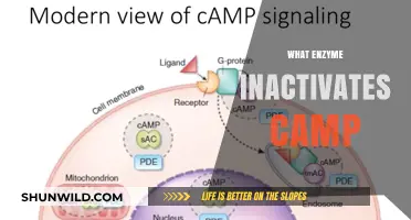 Phosphodiesterase: The Key Enzyme That Inactivates cAMP in Cells