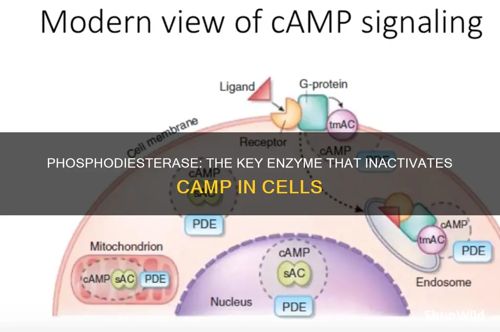 what enzyme inactivates camp