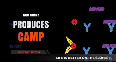 Unveiling the Enzyme Responsible for cAMP Production in Cells