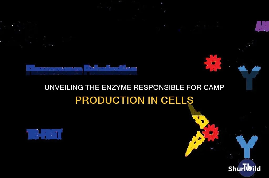 what enzyme produces camp
