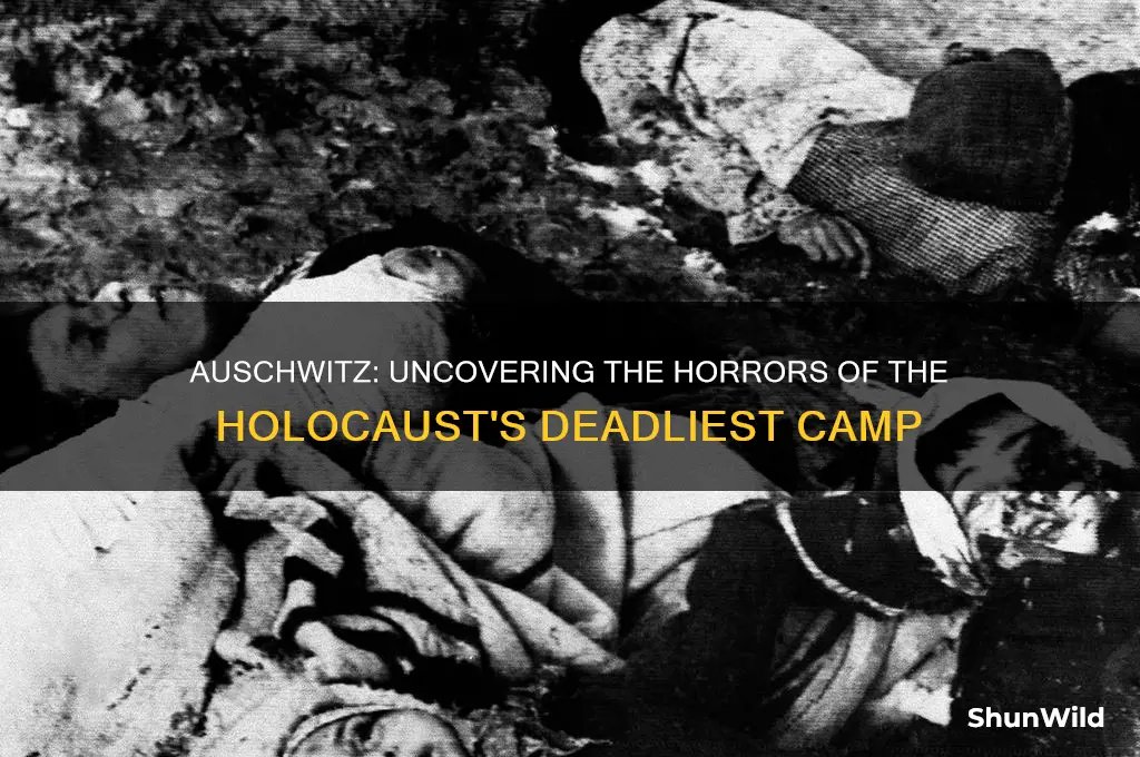 what happened in auschwitz concentration camp during the holocast