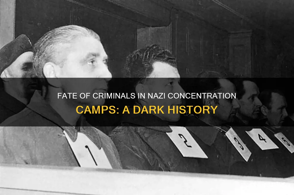 what happened to criminals in concentration camps