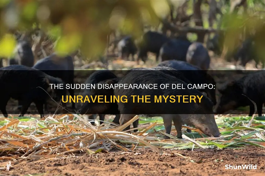 what happened to del campo