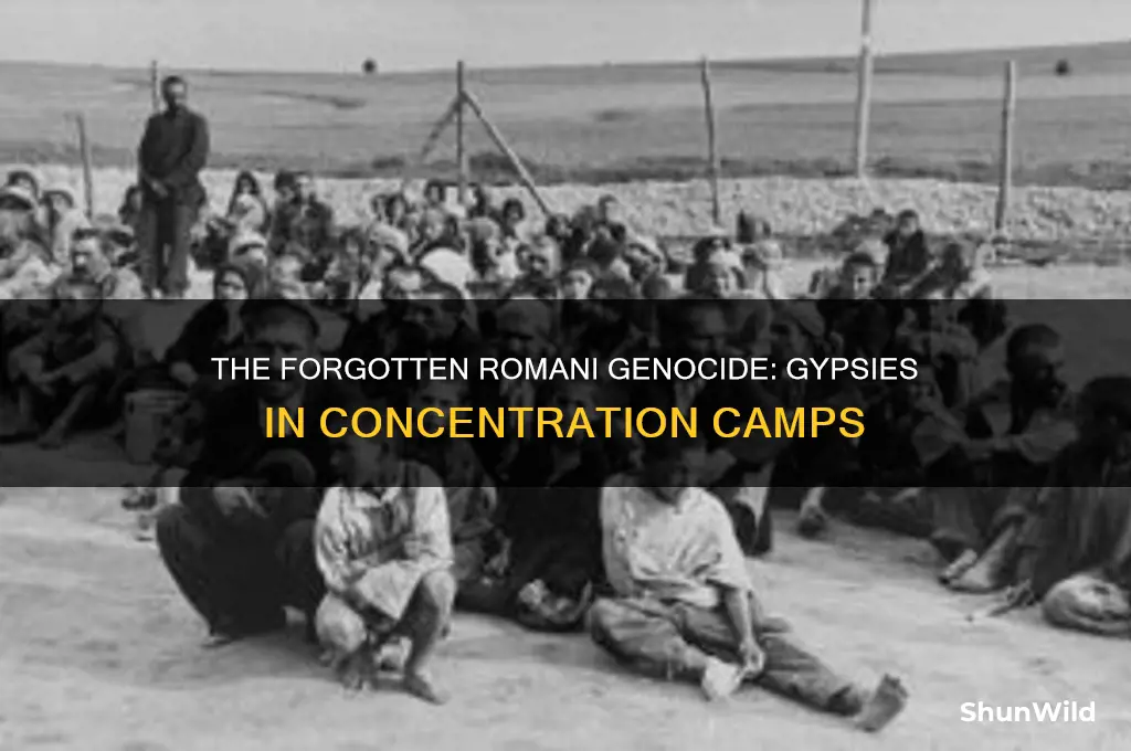 what happened to the gypsies in the concentration camps