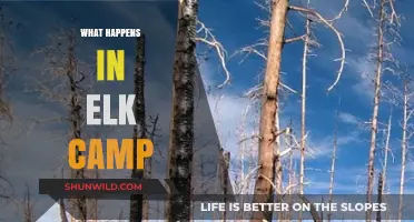 Elk Camp Chronicles: Tales of Adventure, Camaraderie, and the Great Outdoors