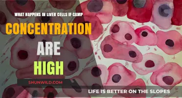 High cAMP Levels: Unraveling Their Impact on Liver Cell Function