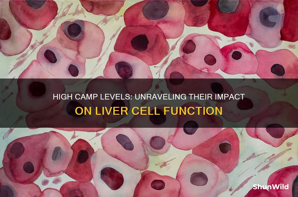 what happens in liver cells if camp concentrations are high