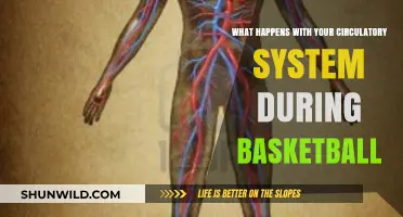 Basketball's Impact: How Your Circulatory System Responds During the Game