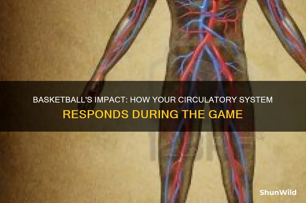 what happens with your circulatory system during basketball