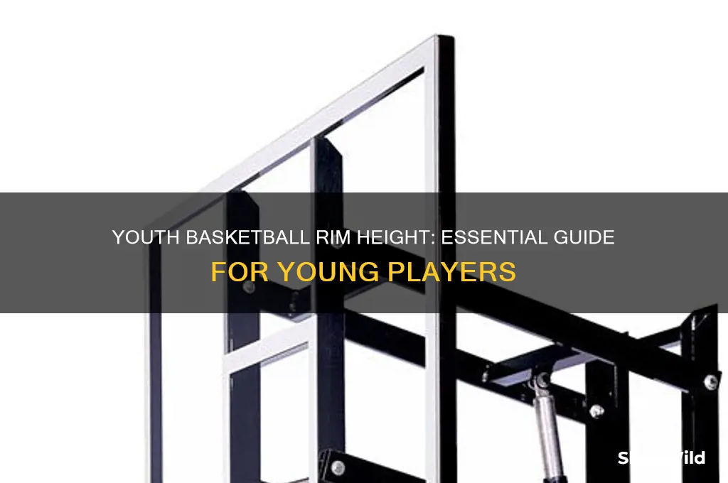 what height is the rim in youth basketball