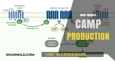 Understanding Factors That Inhibit cAMP Production in Cellular Signaling Pathways