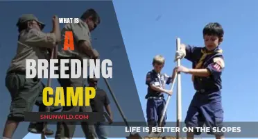 Breeding Camps Explained: Understanding Their Purpose and Implications
