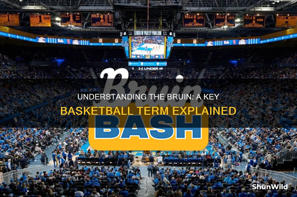 what is a bruin in basketball