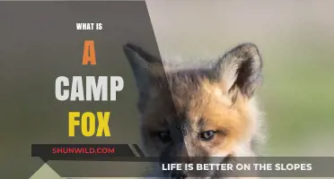 Discover the Unique World of Camp Foxes: A Wildlife Guide
