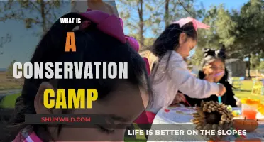 Exploring Conservation Camps: Protecting Nature Through Hands-On Learning