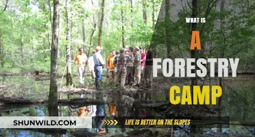 Exploring Nature: Understanding the Purpose and Benefits of Forestry Camps
