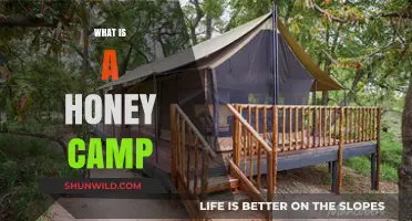 Exploring the Sweet World of Honey Camps: A Beginner's Guide