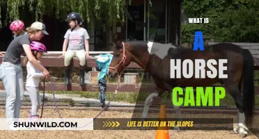 Exploring Horse Camps: Fun, Learning, and Adventure for Horse Lovers