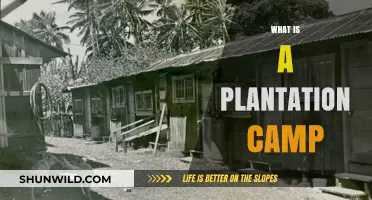Understanding Plantation Camps: History, Purpose, and Modern Implications