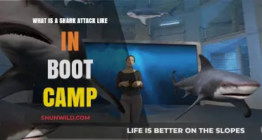 Surviving the Shark Attack: Boot Camp's Ultimate Physical Challenge