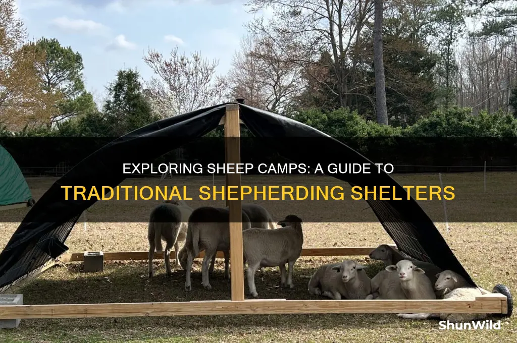what is a sheep camp