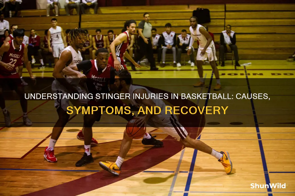 what is a stinger injury in basketball