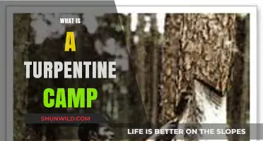 Exploring Turpentine Camps: History, Labor, and Southern Pine Forests