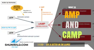 Understanding AMP and cAMP: Key Roles in Cellular Signaling Explained