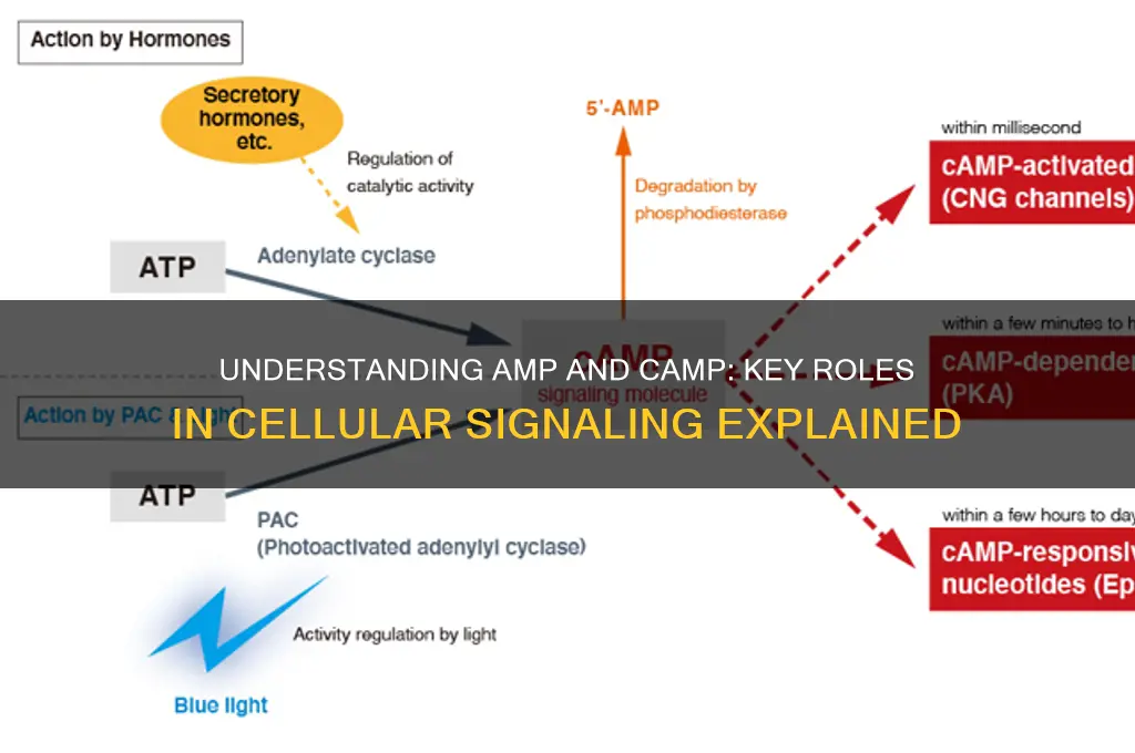 what is amp and camp